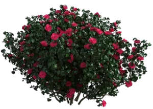 Corso Garden Designer